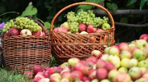 Яблочный Спас Картинки корзины яблок на траве