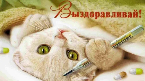 Выздоравливай Картинки кошка с ручкой на голове