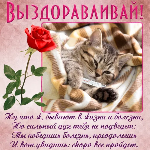 Выздоравливай Картинки кошка, лежащая на одеяле с розой