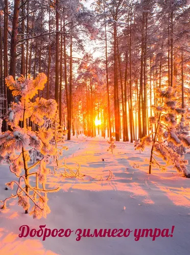 Зимние С Добрым Утром Картинки дорога с деревьями по обе стороны