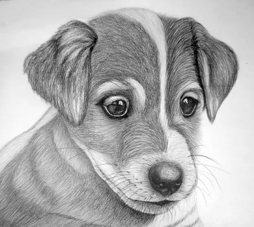 Карандашом Картинки собака с грустным лицом