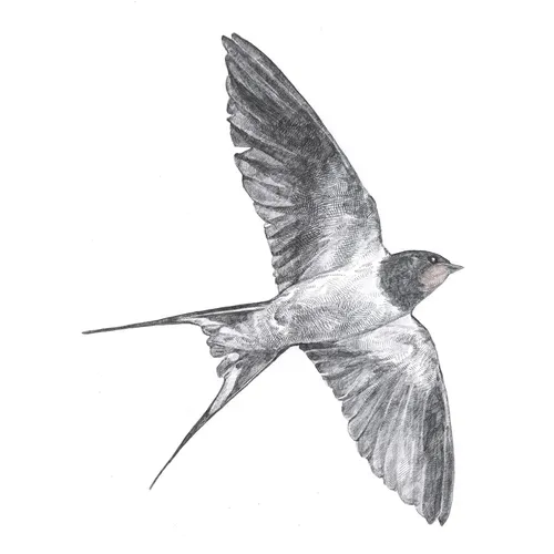 Карандашом Картинки птица, летящая в небе