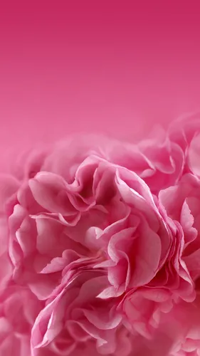 Розовые Обои на телефон крупный план цветка
