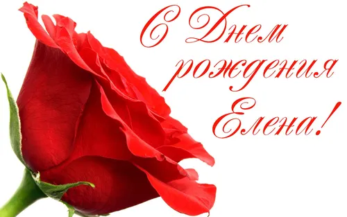 С Днем Рождения Лена Картинки красная роза крупным планом