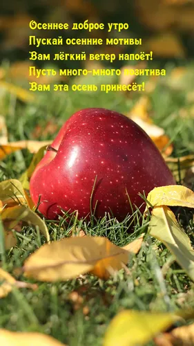 Доброе Осеннее Утро Картинки красное яблоко на растении