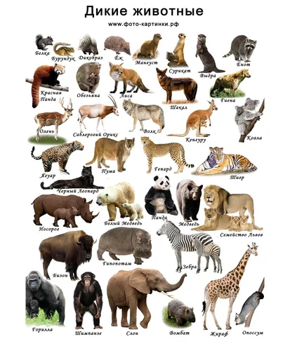 Животные Картинки текст
