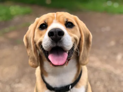 Животные Картинки собака с высунутым языком