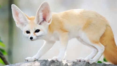 Животные Картинки маленькая бело-оранжевая лисица