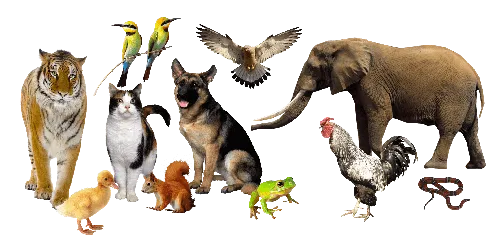 Животные Картинки группа животных