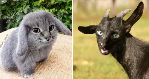 Животные Картинки кошка с козьей головой