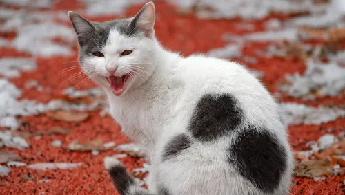 Животные Картинки кошка с открытым ртом