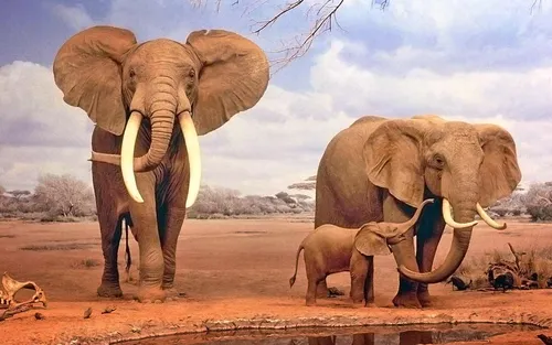 Животные Картинки слоны с бивнями гуляют по пустыне
