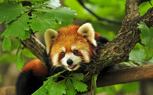 Животные Картинки красная панда на дереве