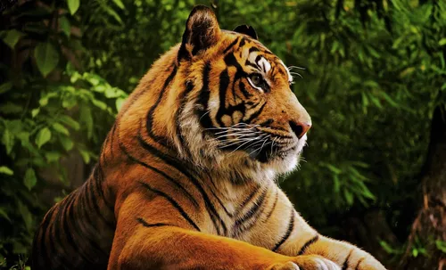 Животные Картинки тигр в лесу