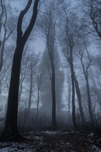 Жуткие Картинки туманный лес с голыми деревьями