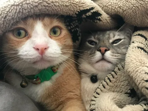 Для Авы Картинки пара кошек в шляпе
