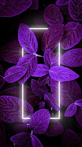 Фиолетовые Обои на телефон группа фиолетовых цветов