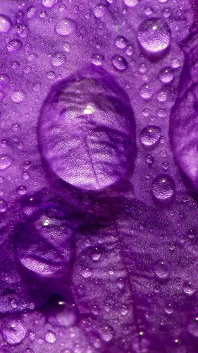 Фиолетовые Обои на телефон фиолетовый лист на фиолетовой поверхности