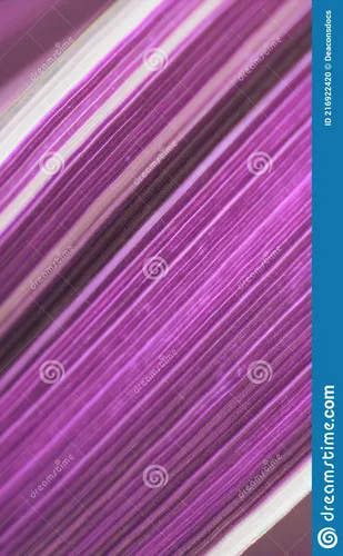 Фиолетовые Обои на телефон розово-белая ткань крупным планом