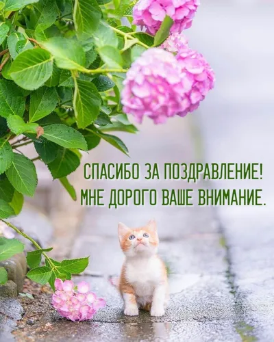 Спасибо За Поздравления Картинки кошка, сидящая на скале рядом с цветком