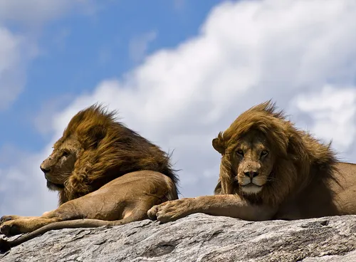 Лев Картинки пара львов, лежащих на скале