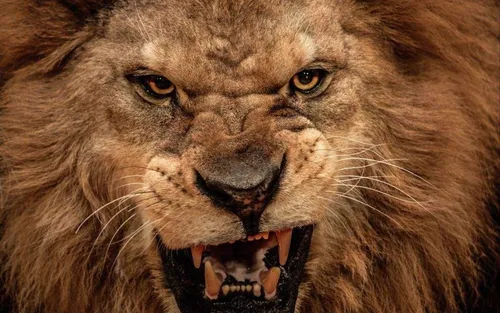 Лев Картинки лев с открытым ртом