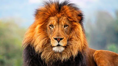 Лев Картинки лев с гривой