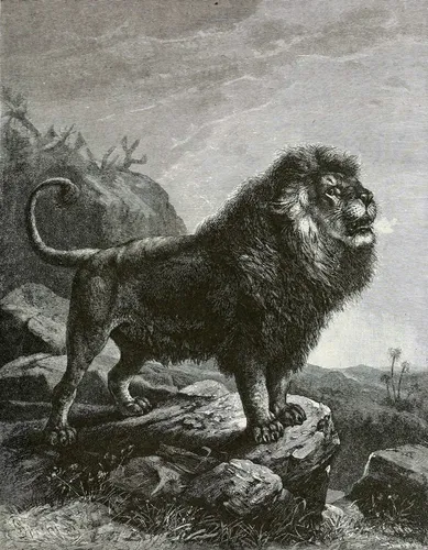 Лев Картинки лев, стоящий на бревне