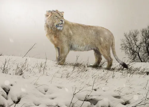 Лев Картинки лев в снегу