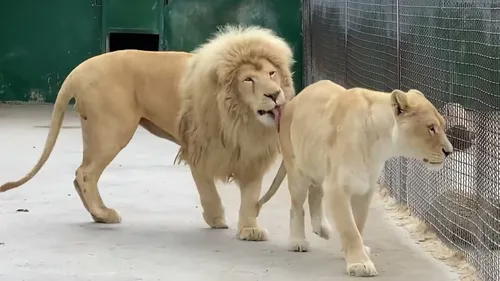 Лев Картинки пара львов в клетке