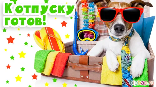 Отпуск Картинки собака в солнцезащитных очках и шляпе