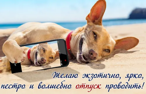 Отпуск Картинки собака, лежащая на пляже с телефоном во рту