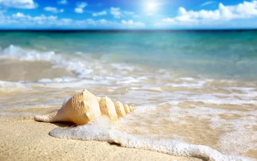 Отпуск Картинки морская черепаха на пляже