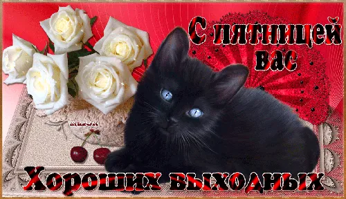 черный кот с букетом роз