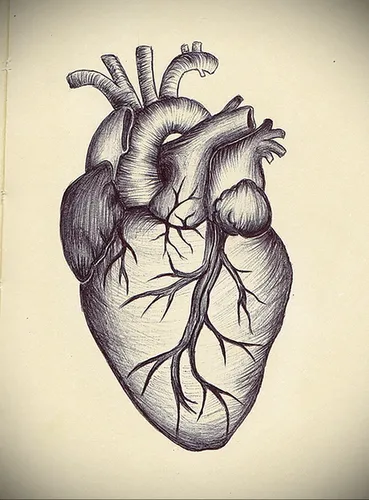 Сердце Картинки диаграмма