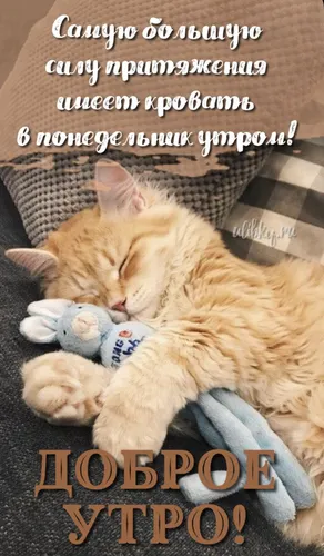 Доброе Утро Понедельника Картинки кошка спит на одеяле
