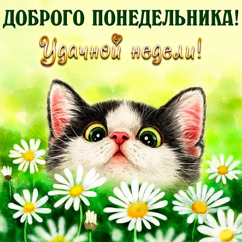 Доброе Утро Понедельника Картинки кошка с зелеными глазами