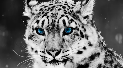 Для Обоев Картинки бело-черный тигр