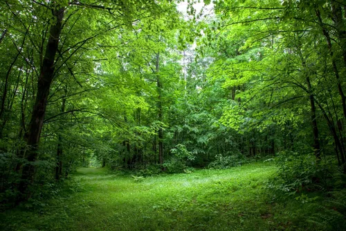 Леса Картинки травянистая местность с деревьями вокруг