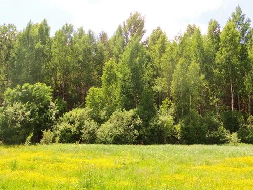 Леса Картинки поле желтых цветов с деревьями на заднем плане