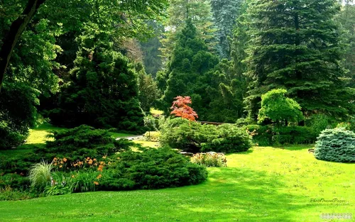 Леса Картинки зеленый пейзаж с деревьями и кустами