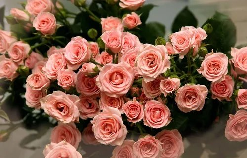 Цветы Фото группа розовых роз