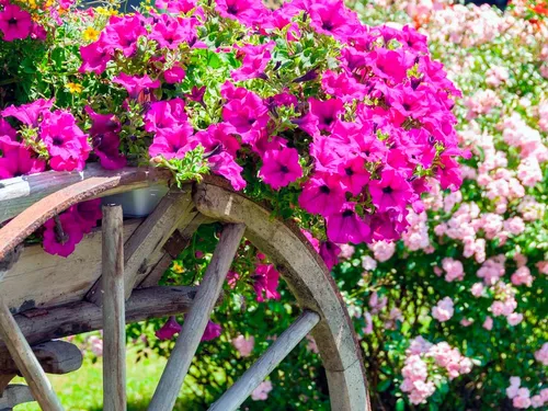 Цветы Фото скамейка с цветами на ней