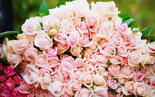 Красивые Цветы Картинки большая группа розовых и белых цветов