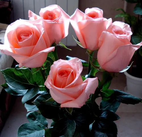 Красивые Цветы Картинки группа розовых роз