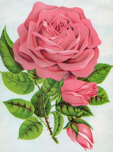 Красивые Цветы Картинки розовая роза с зелеными листьями
