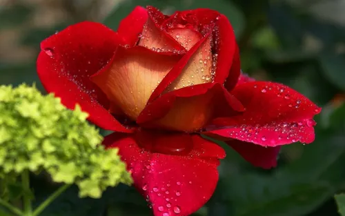 Красивые Цветы Картинки красная роза крупным планом