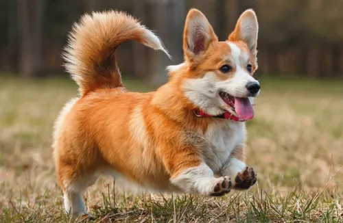 Корги Фото собака бежит по траве