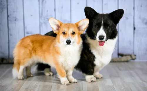 Корги Фото пара собак, сидящих на деревянном полу