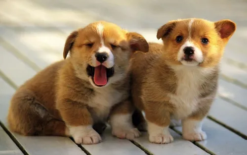 Корги Фото два щенка сидят на деревянной поверхности